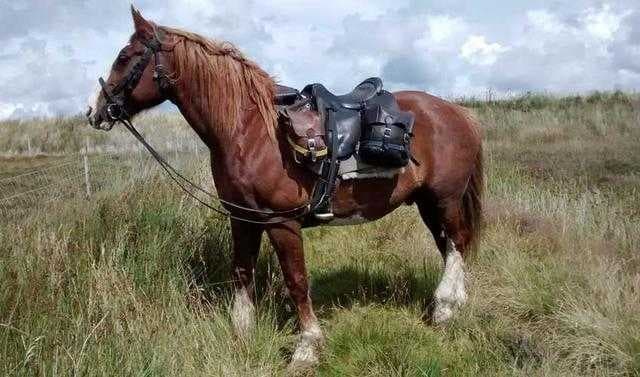 Sample of Horse