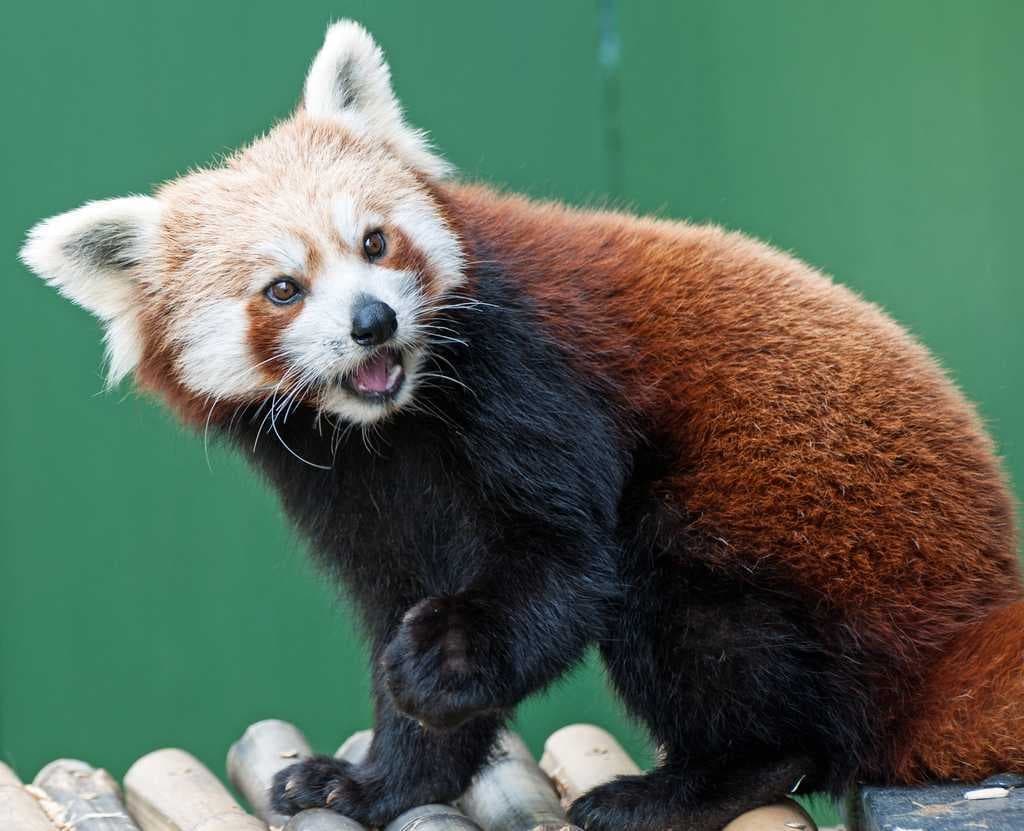 Sample of Red panda