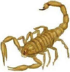Scorpion image dataset preview