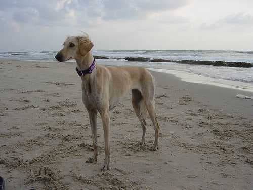 Sample of Saluki