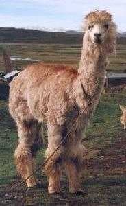 Sample of Llama