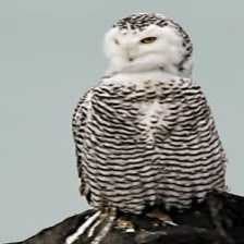 Sample of Snowy owl