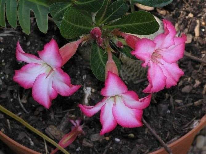 Desert rose image dataset preview