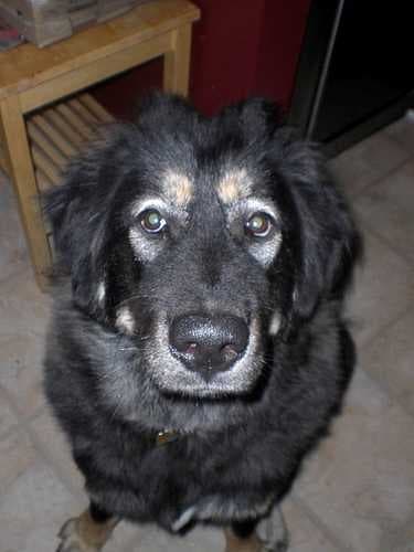 Sample of Tibetan mastiff
