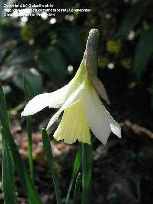 Sample of Daffodil