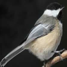 Sample of Black capped chickadee