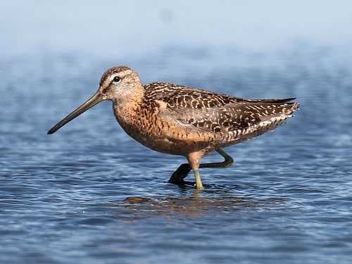Sample of Dowitcher