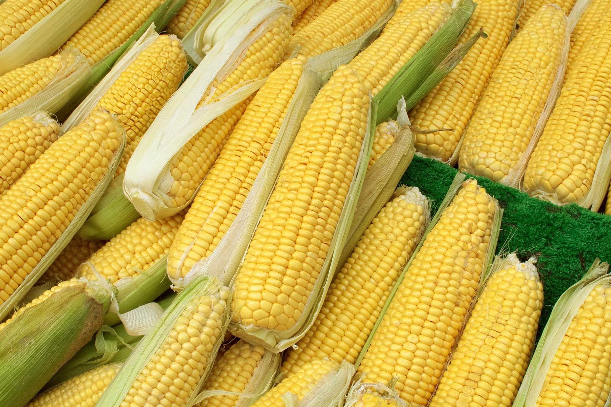 Sample of Corn