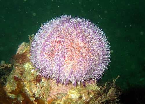 Sea urchin image dataset preview