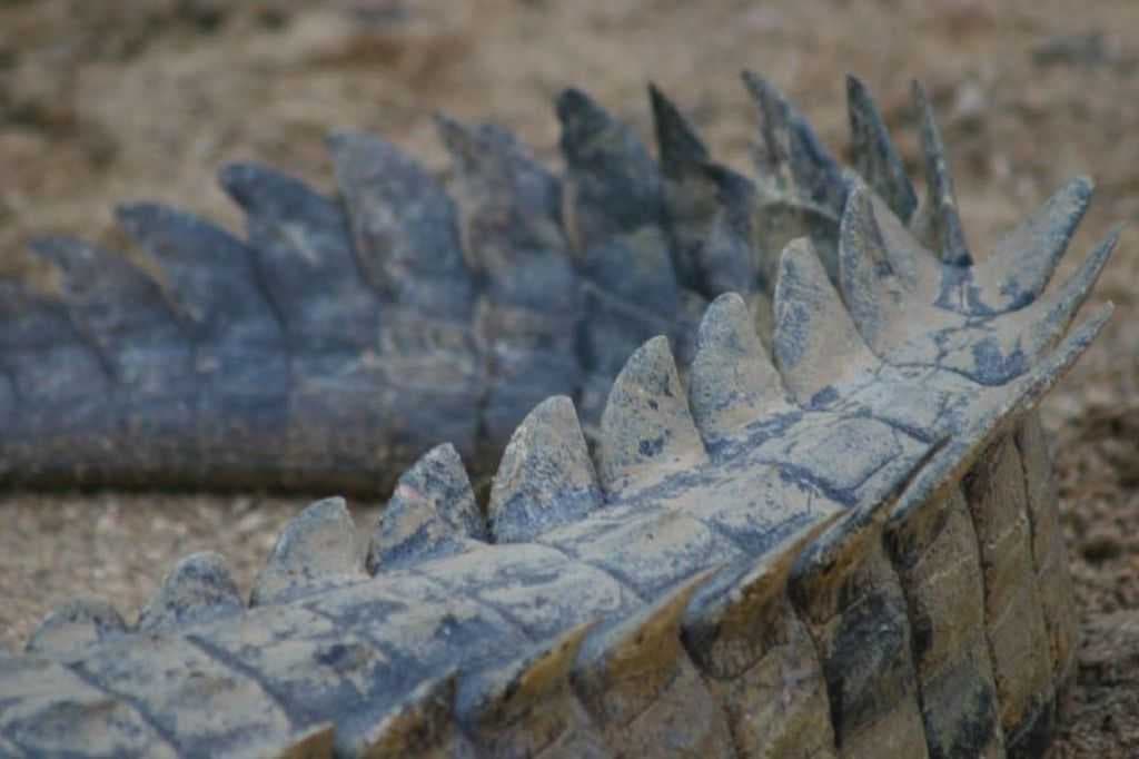 Sample of Crocodile