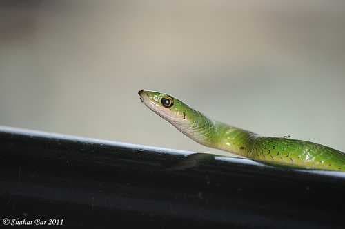 Green mamba image dataset preview