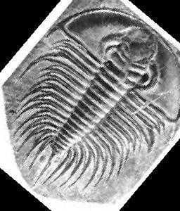 Trilobite image dataset preview