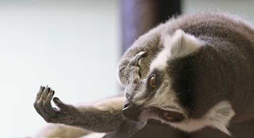 Sample of Madagascar cat