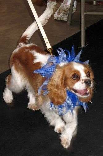 Sample of Blenheim spaniel