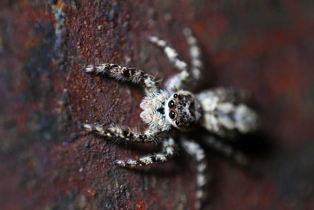 Spider image dataset preview