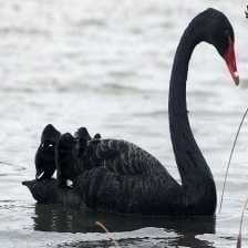 Sample of Black swan
