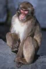 Sample of Patas