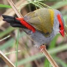 Sample of Red browed finch