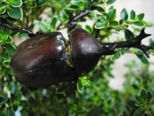 Rhinoceros beetle image dataset preview