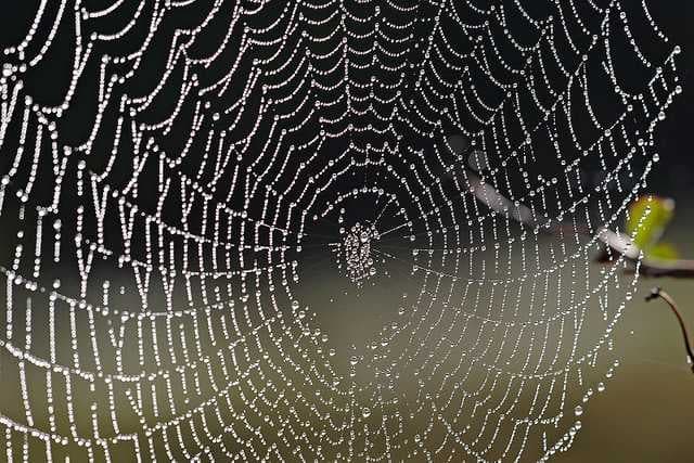 Cobwebbed image dataset preview