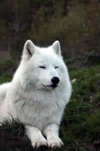 Sample of White wolf