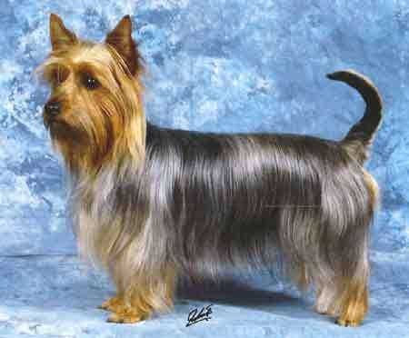 Sample of Silky terrier