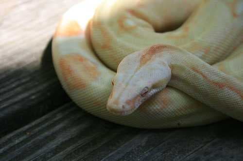 Sample of Boa constrictor