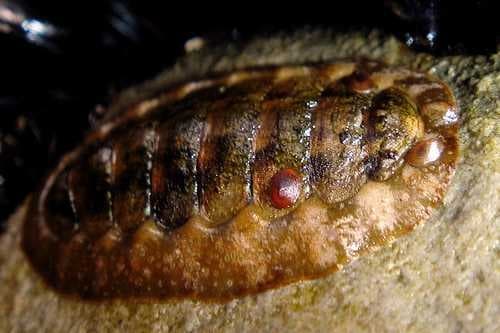 Sample of Chiton
