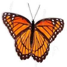 Sample of Viceroy
