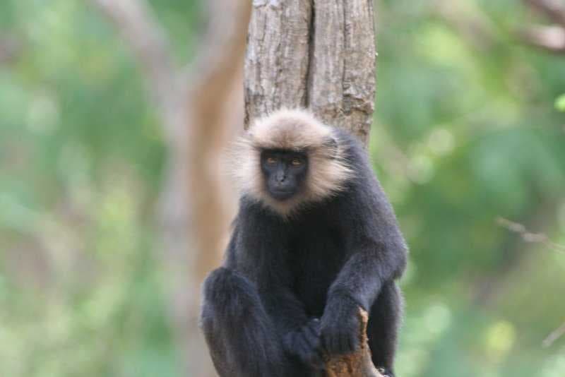 Sample of Langur