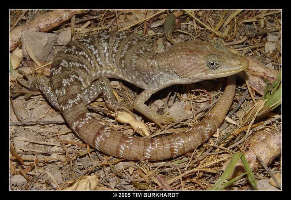Sample of Alligator lizard