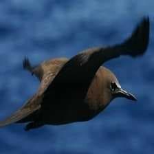 Sample of Brown noody