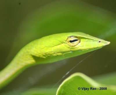 Sample of Vine snake