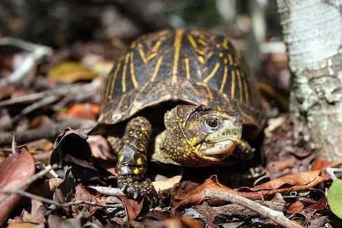 Sample of Mud turtle