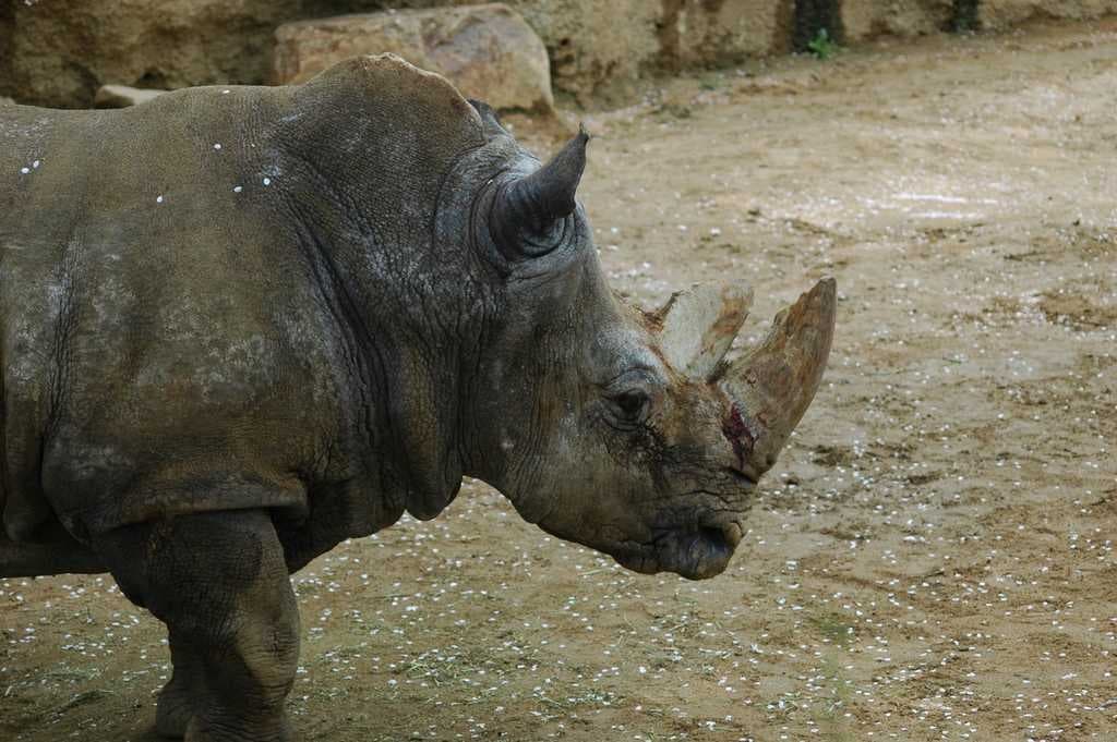 Sample of Rhinoceros