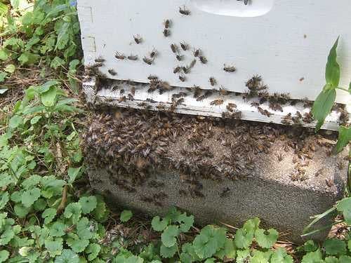 Sample of Apiary