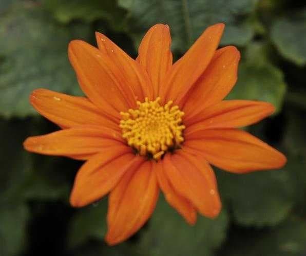 Sample of Orange dahlia