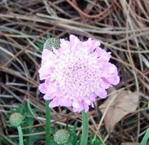 Sample of Pincushion flower