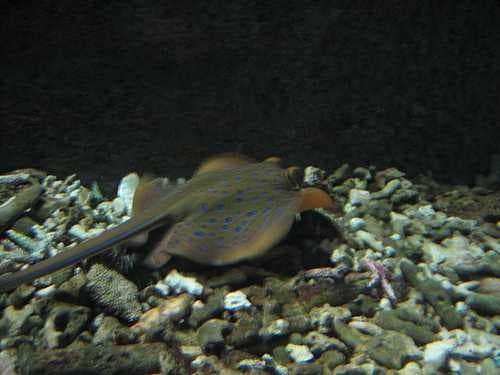 Sample of Stingray