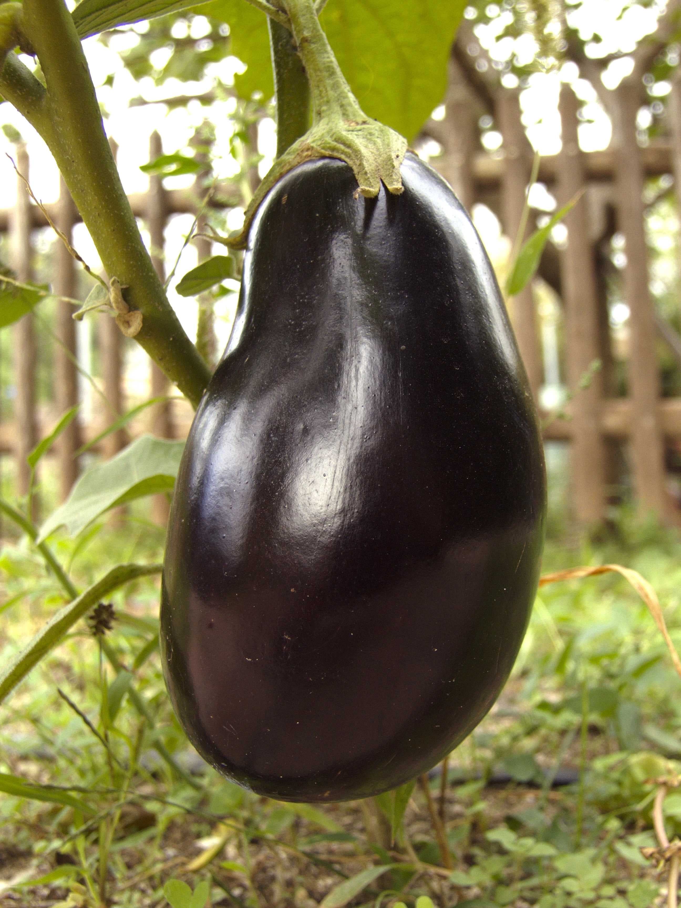 Sample of Eggplant