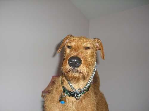 Irish terrier image dataset preview