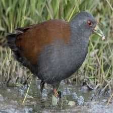 Sample of Black tail crake