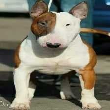 Sample of Bull terrier