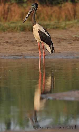 Black stork image dataset preview