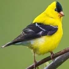 Sample of American goldfinch