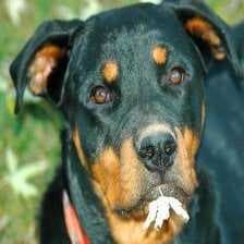 Sample of Rottweiler