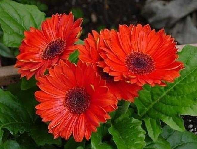 Sample of Barbeton daisy