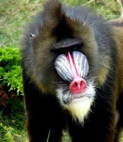 Sample of Guenon