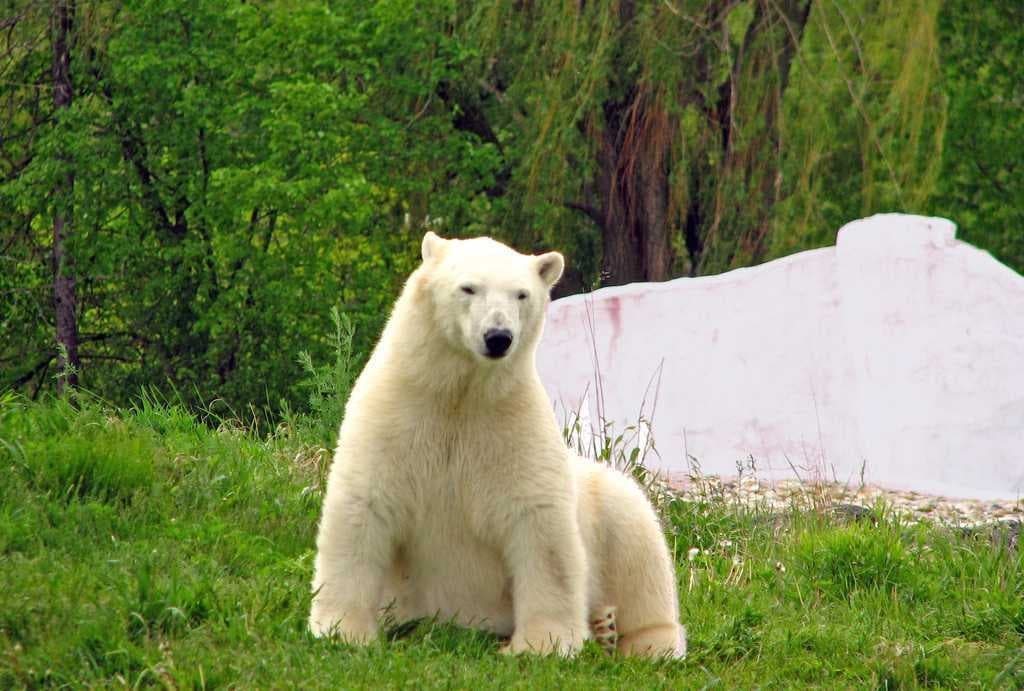 Sample of Polar bear