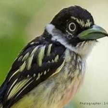 Sample of Black yellow broadbill